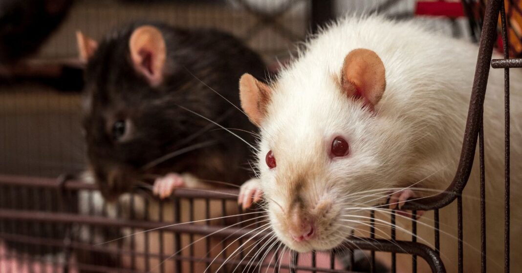 Siamese-Rats