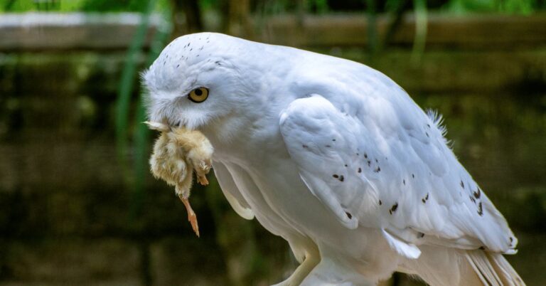 swisher-sweets-or-white-owl