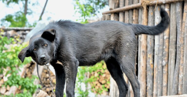 spencer-county-watchdog