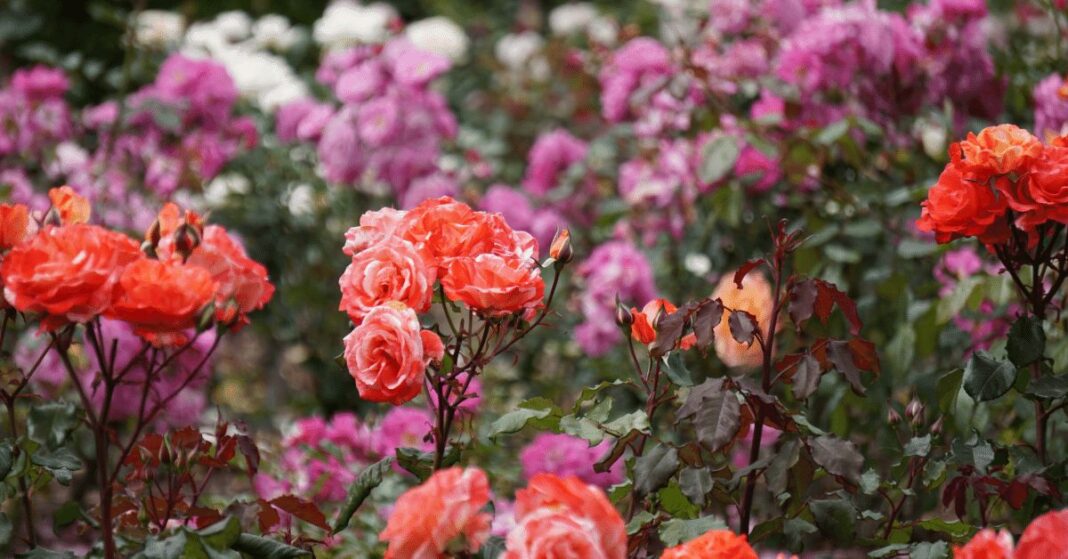 obama-rose-garden